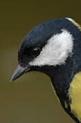 Great Tit