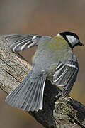 Great Tit