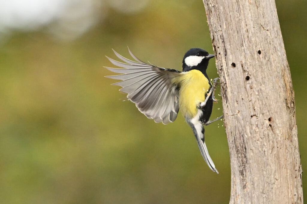 Mésange charbonnière mâle adulte, Vol