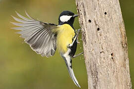 Great Tit