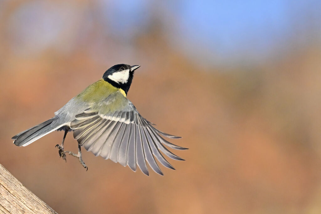 Mésange charbonnièreadulte, Vol