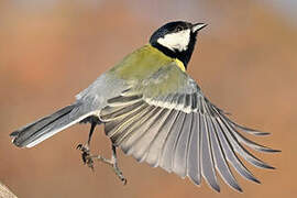 Great Tit