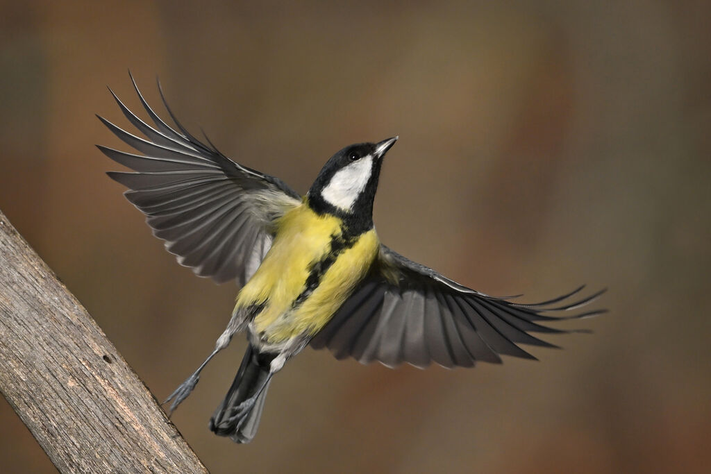 Mésange charbonnière femelle adulte, Vol