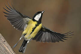 Great Tit