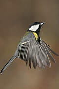 Great Tit