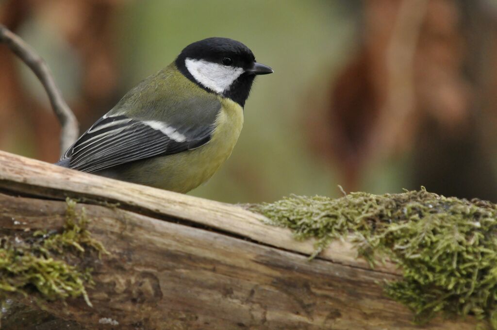 Mésange charbonnière