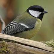 Great Tit