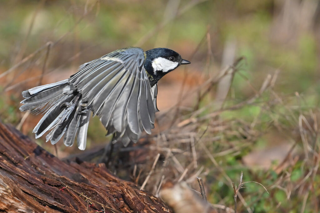 Mésange charbonnièreadulte, Vol