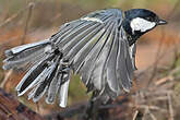 Mésange charbonnière