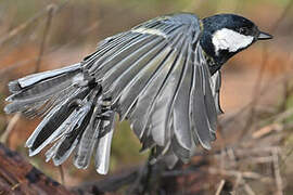 Great Tit