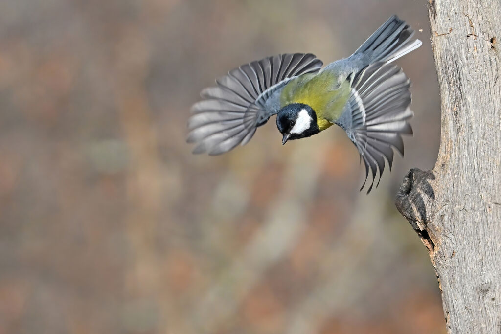 Mésange charbonnièreadulte, Vol