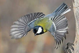 Great Tit