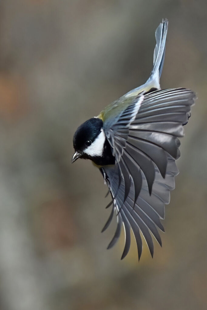 Mésange charbonnièreadulte, Vol