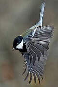 Great Tit