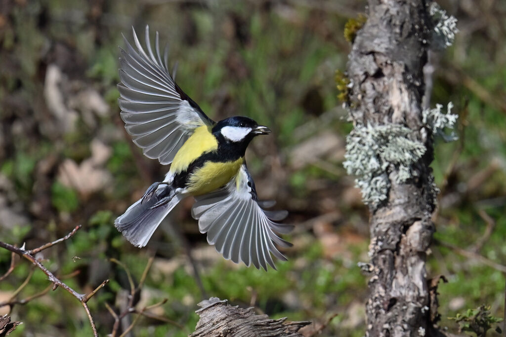 Mésange charbonnière mâle adulte, Vol