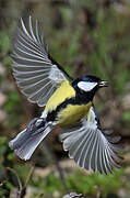 Mésange charbonnière