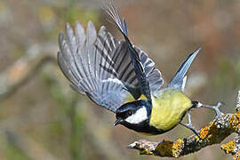 Great Tit