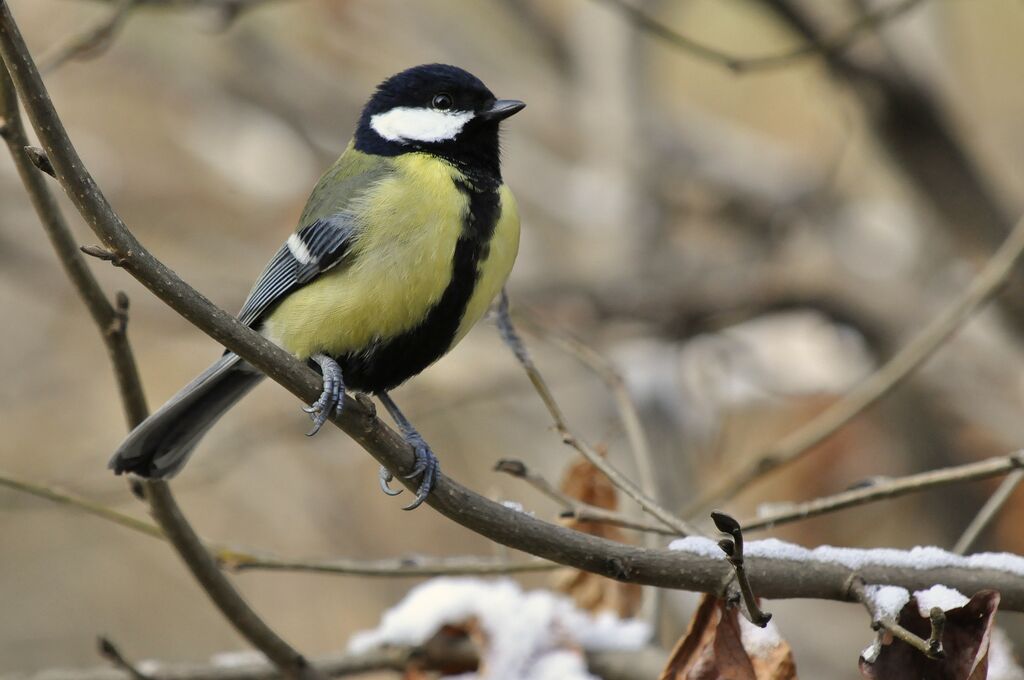 Great Tit male adult