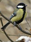 Great Tit