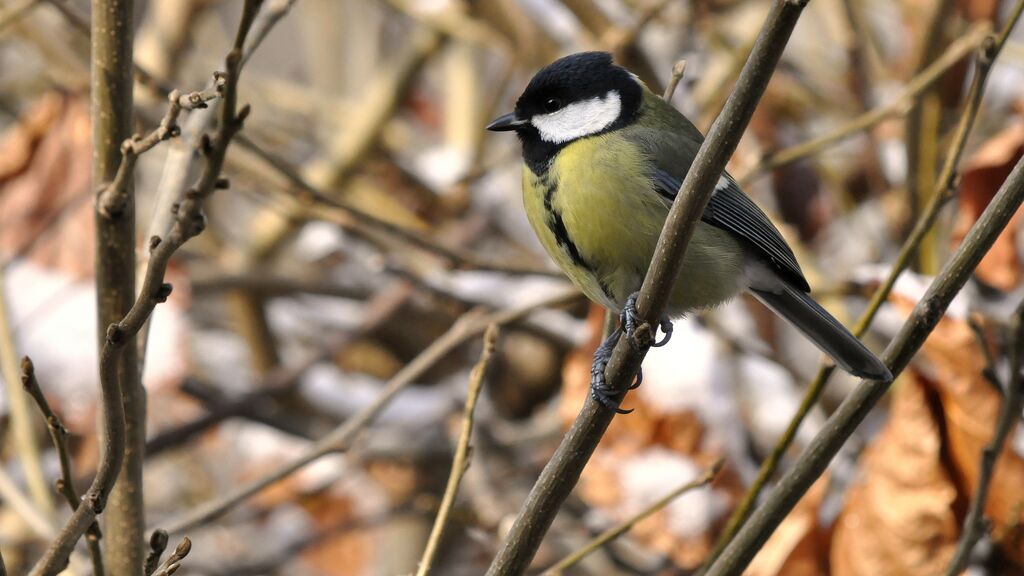 Great Tit female adult, identification