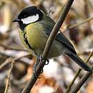 Mésange charbonnière