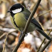 Great Tit