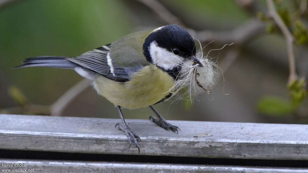 Mésange charbonnière femelle adulte nuptial, Nidification