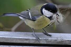 Great Tit