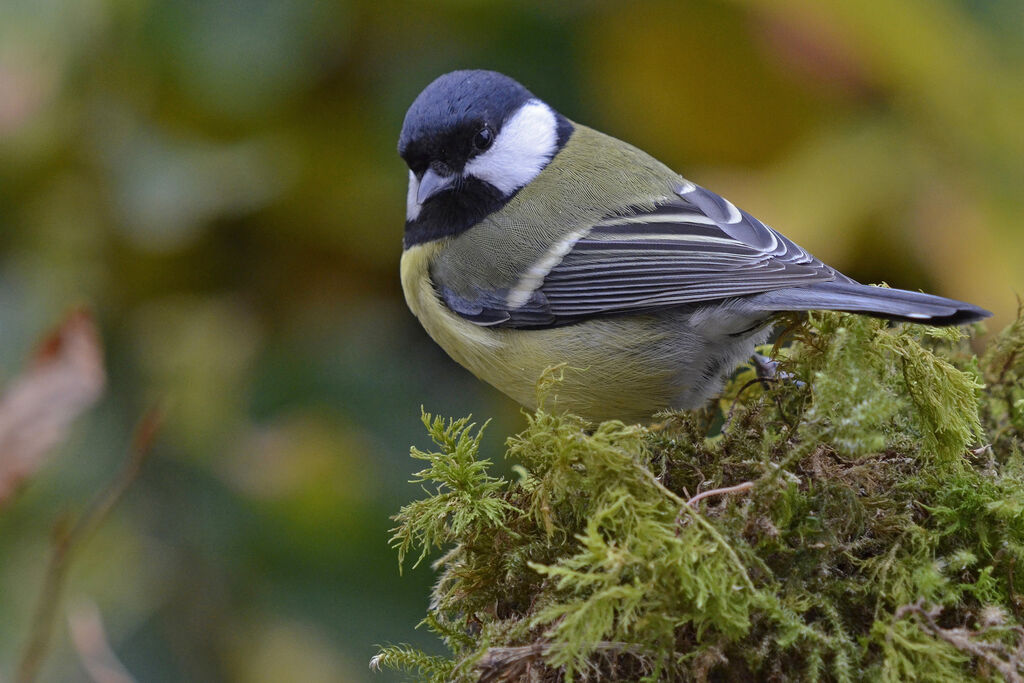 Great Tit