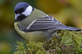 Great Tit