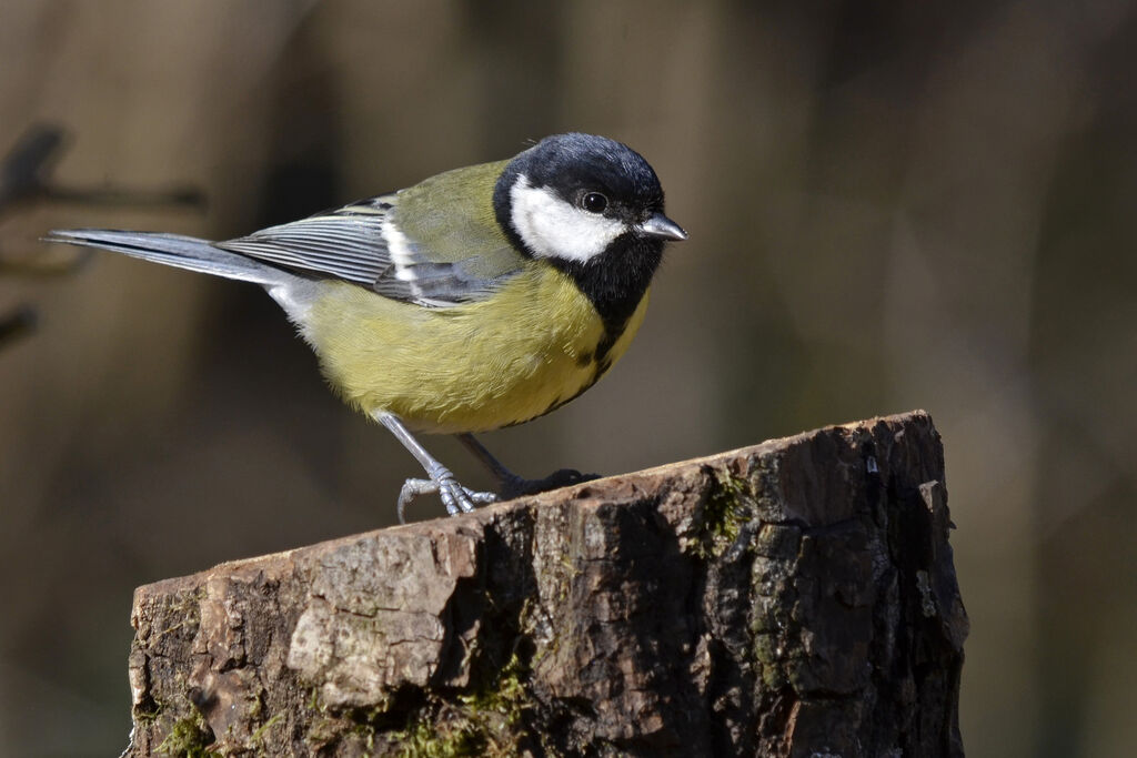 Mésange charbonnière