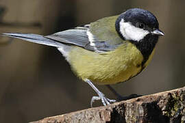 Great Tit