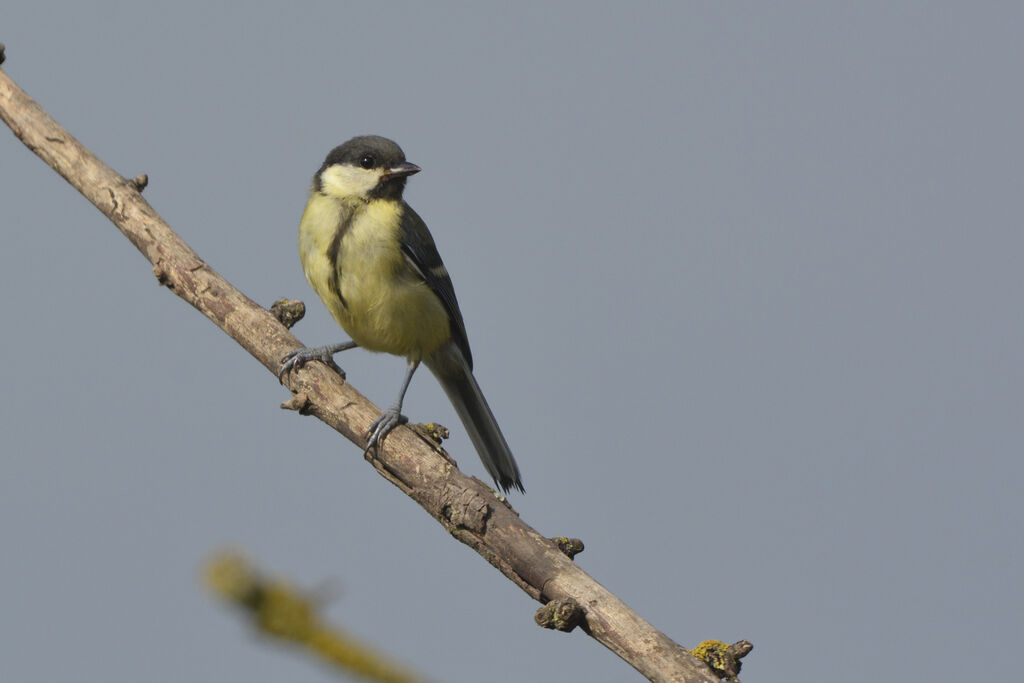 Mésange charbonnièrejuvénile, identification