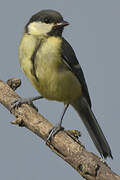 Great Tit