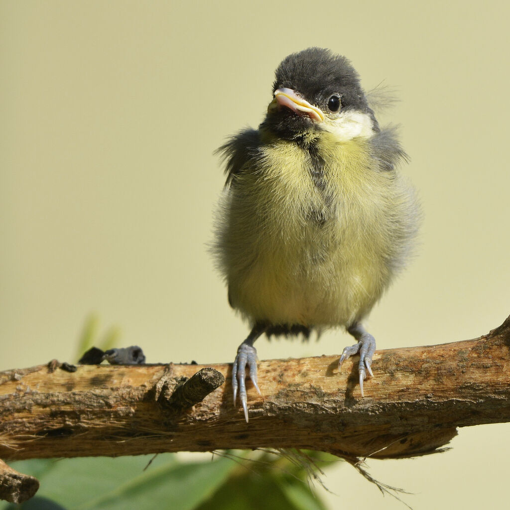 Mésange charbonnièrejuvénile