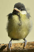 Great Tit