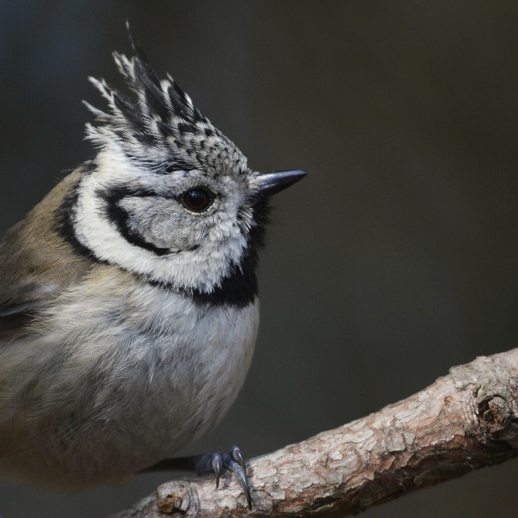 European Crested Titadult, close-up portrait