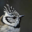 Mésange huppée