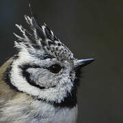 European Crested Tit