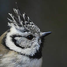 Mésange huppée