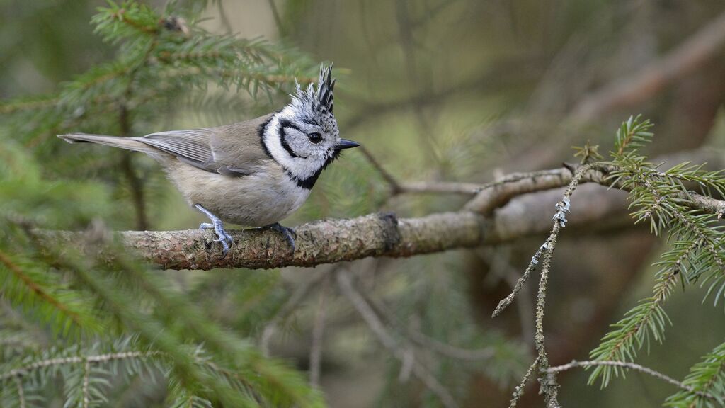 Mésange huppéeadulte, identification