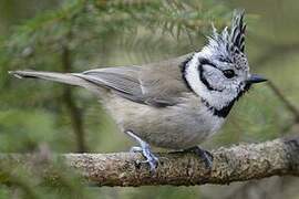 European Crested Tit