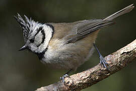 European Crested Tit