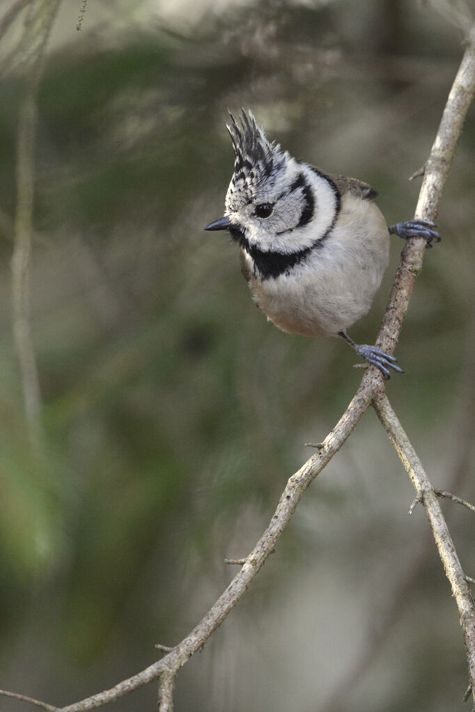 Mésange huppéeadulte, identification