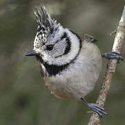 European Crested Tit