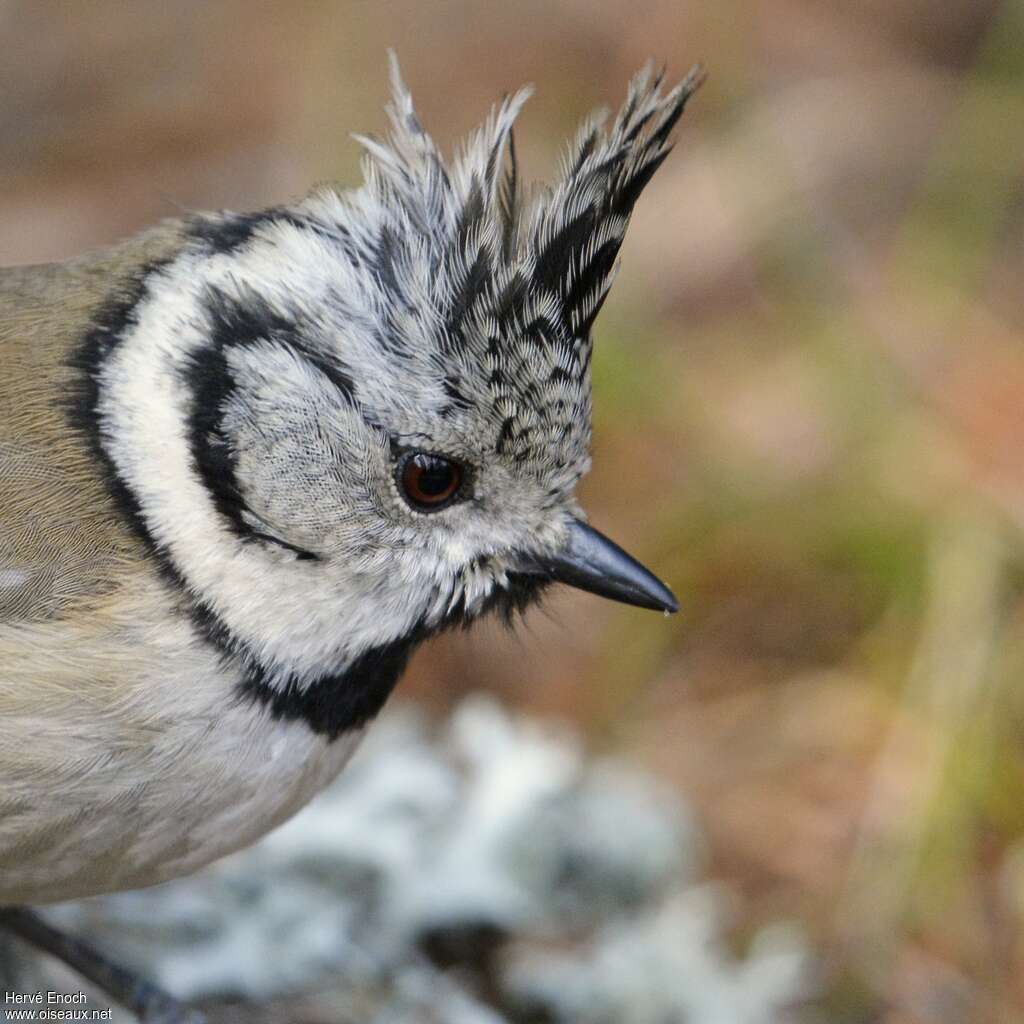 European Crested Titadult, close-up portrait