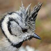 European Crested Tit