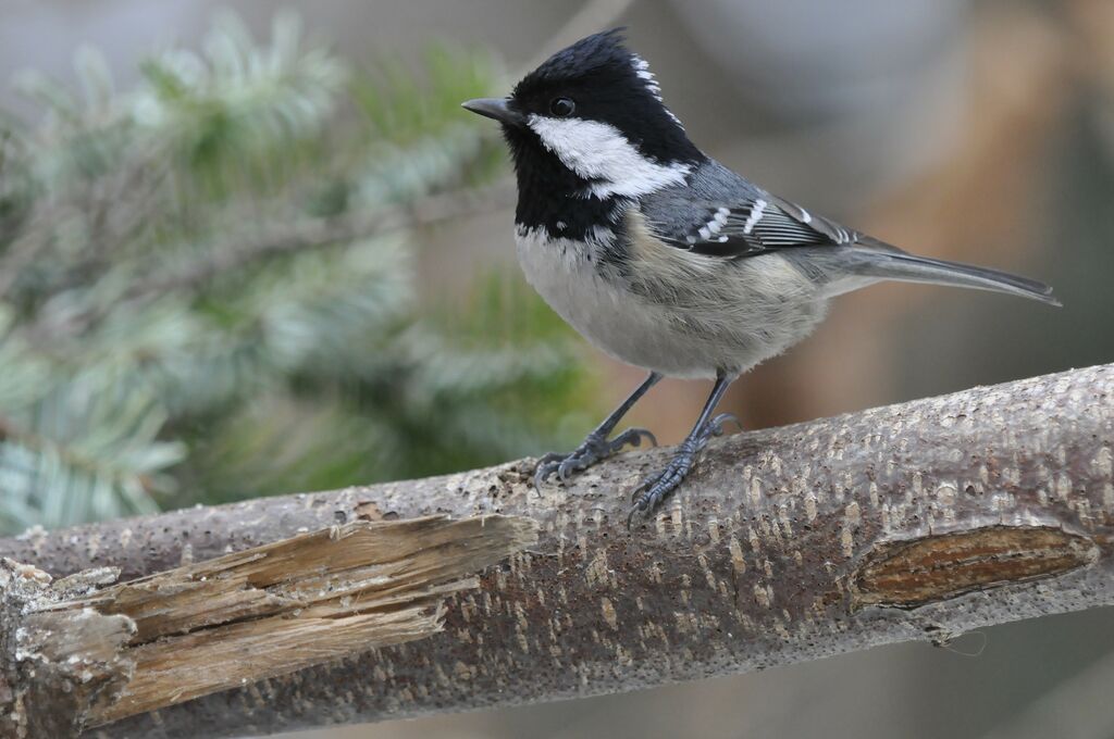 Coal Tit, identification