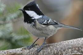 Coal Tit