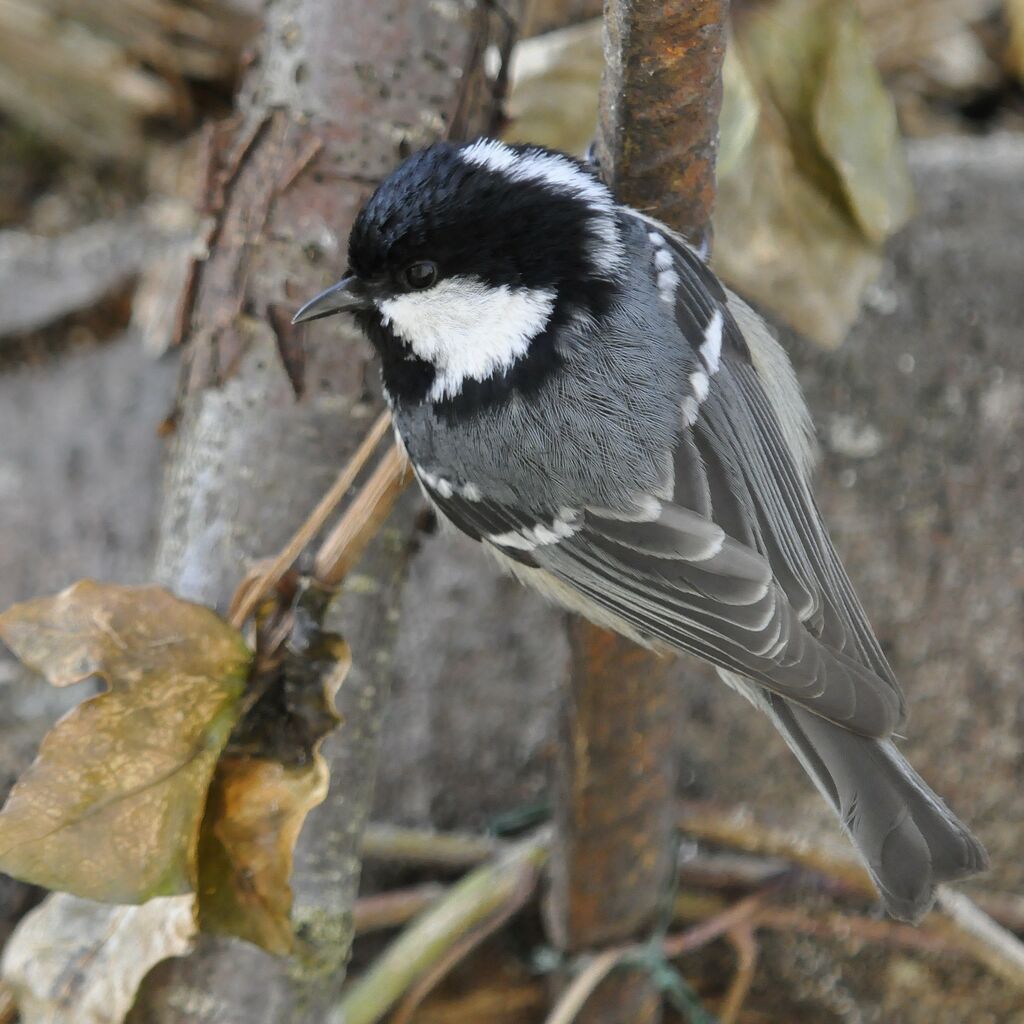 Mésange noire, identification